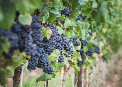 Grapes in a garden